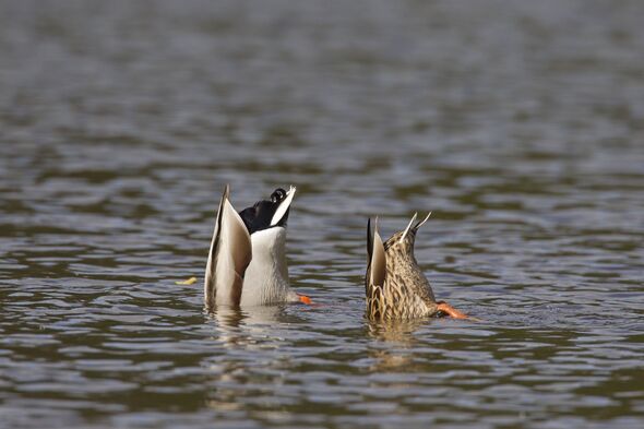 Un canard colvert et sa femelle renversent un barbotage dans un lac pour se nourrir sous l'eau.